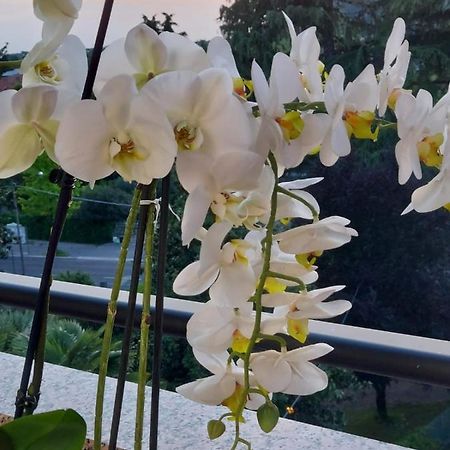 Alloggio Orchidea 몬팔코네 외부 사진